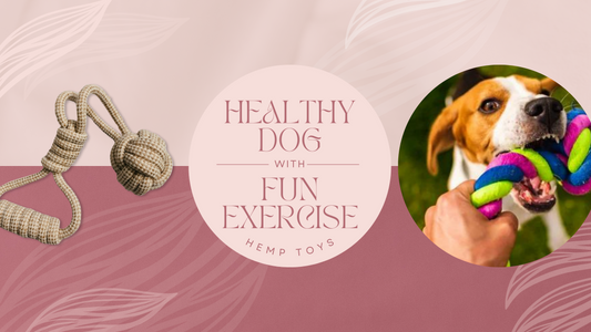 The Most Effective Ways to Boost Your Dog's Health